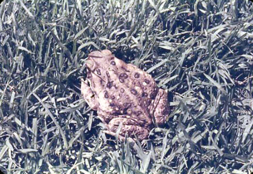 Image of Cane Toad