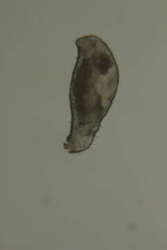 Image of Meiomeniidae