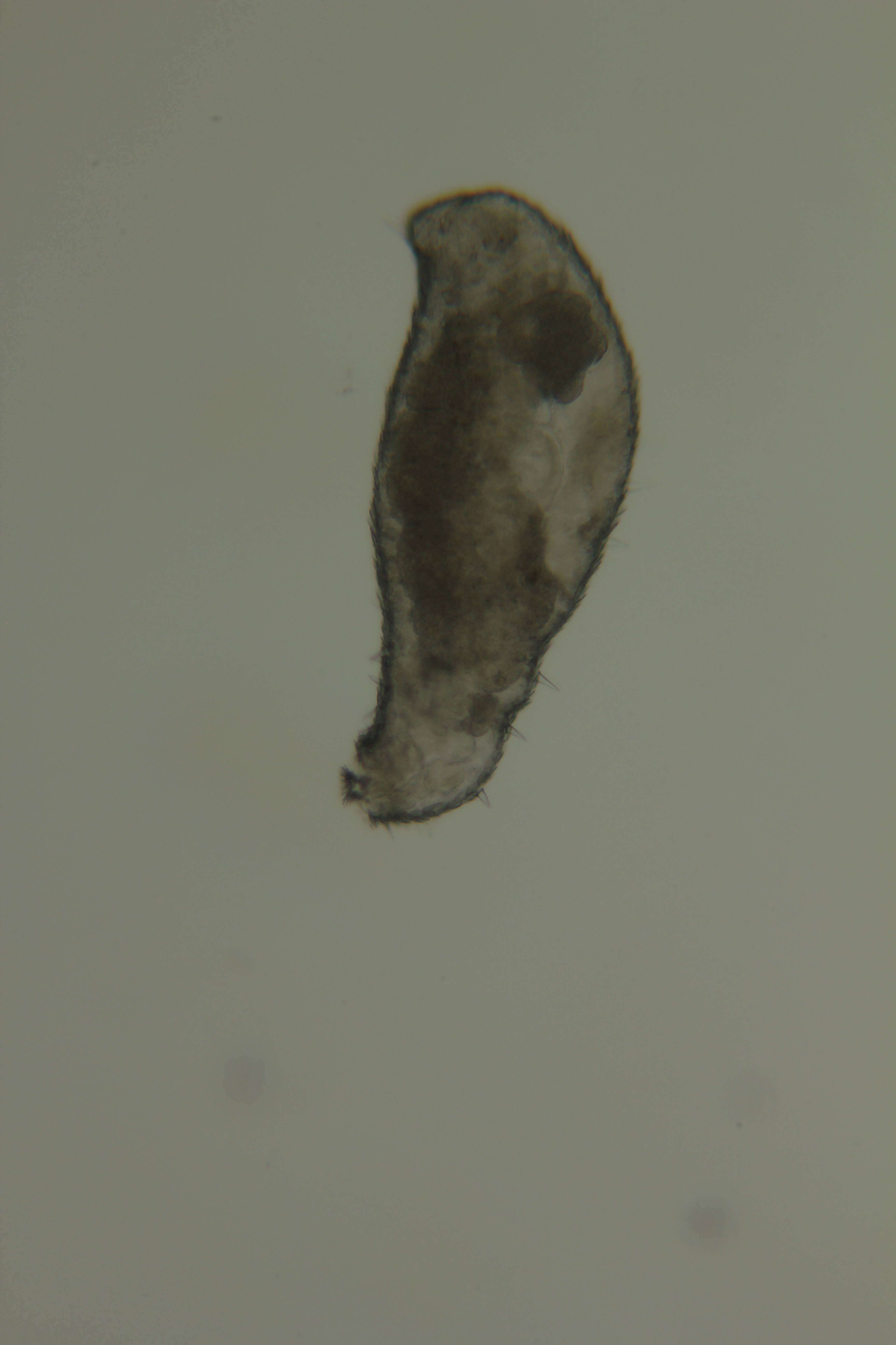 Image of Meiomeniidae