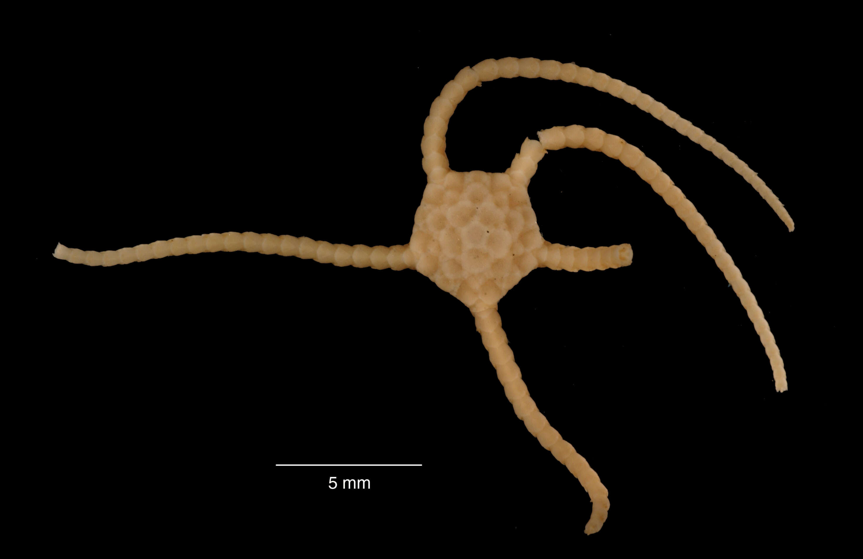 Image of Ophiomastus serratus (Mortensen 1936)