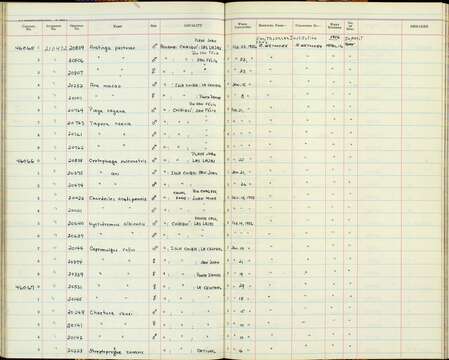 Plancia ëd Caprimulgus rufus minimus Griscom & Greenway 1937