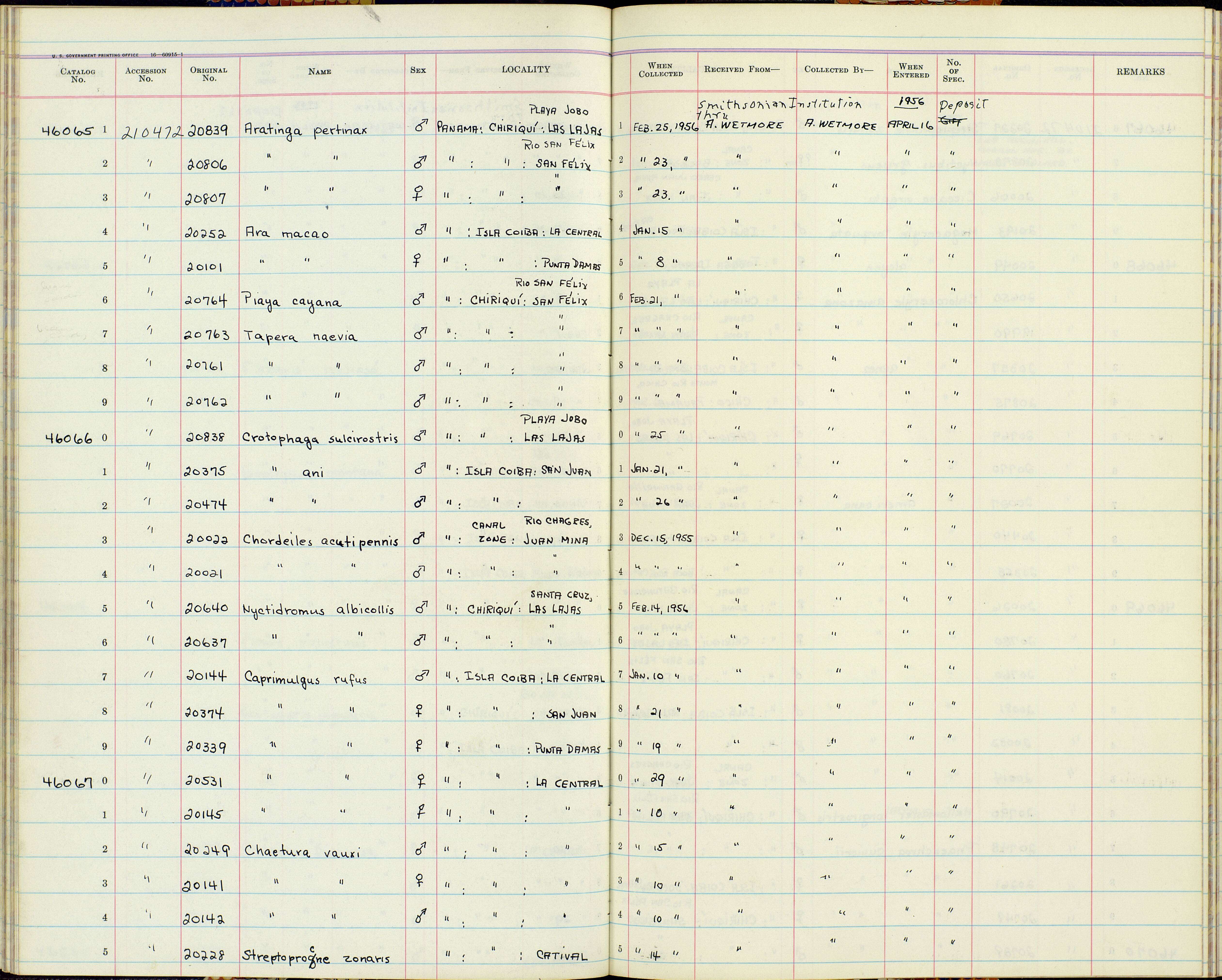 Plancia ëd Caprimulgus rufus minimus Griscom & Greenway 1937