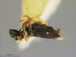 Chrysonotomyia metallica (Ashmead 1894) resmi