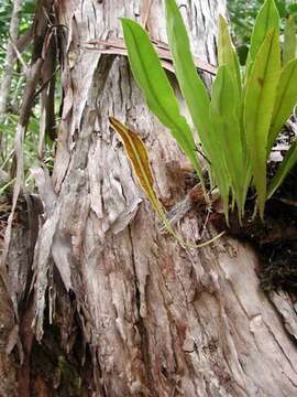 Elaphoglossum aemulum (Kaulf.) Brack.的圖片