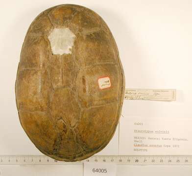 Image of Giant Musk Turtle