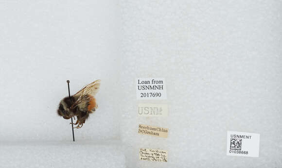 Image of Bombus tunicatus Smith 1852