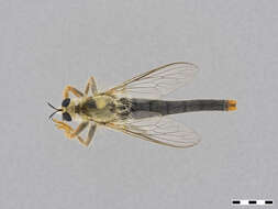 Image of Scleropogon duncani (Bromley 1937)