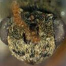 Plancia ëd Stigmeurytoma eucalypti (Ashmead 1900)