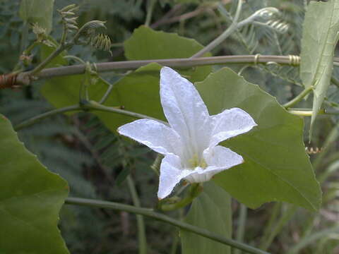 Image of ivy gourd