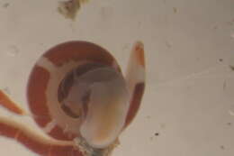 Image of Lineus Sowerby 1806