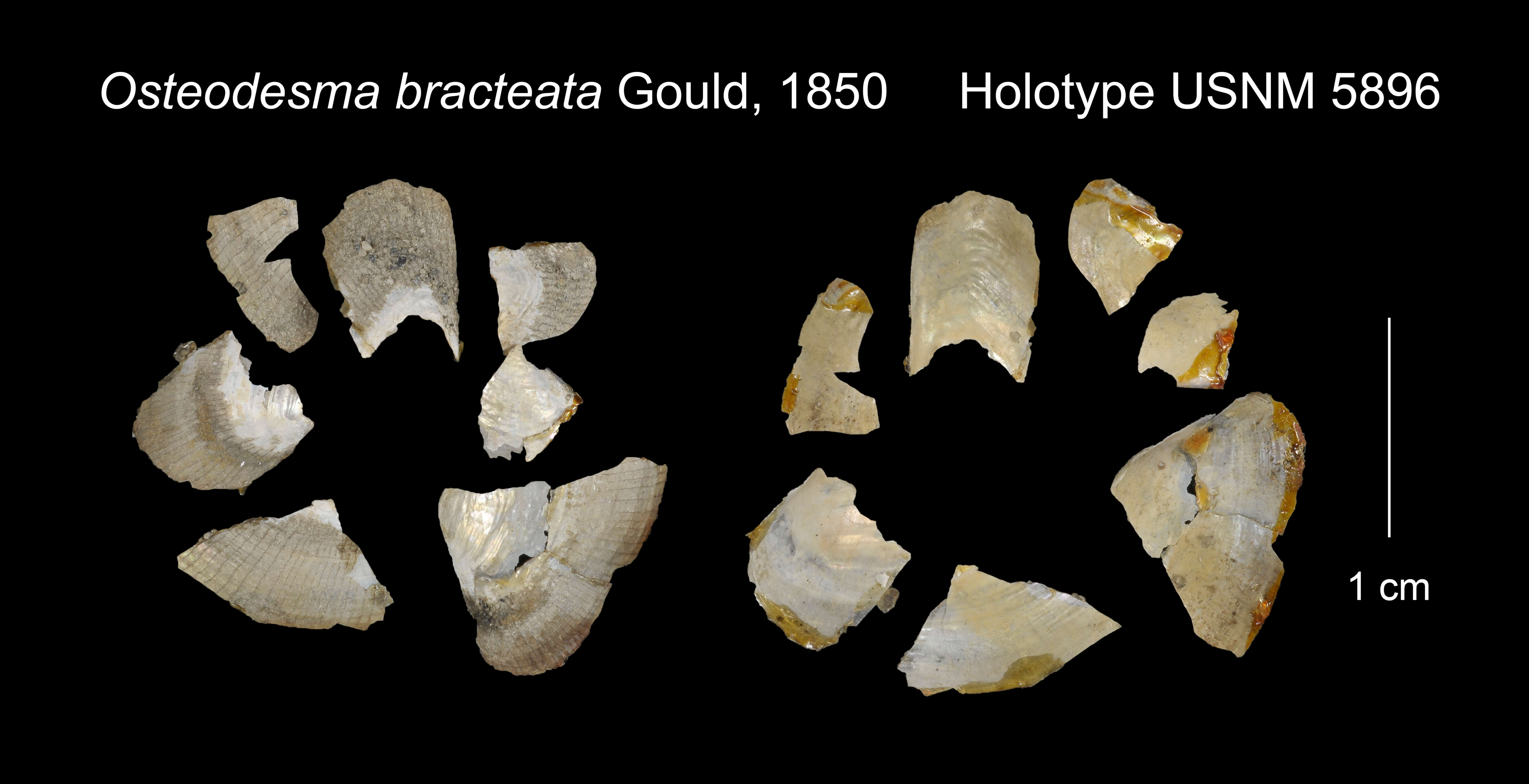 Image of Osteodesma bracteata Gould 1850
