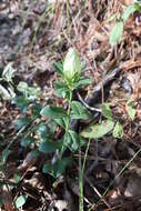 Image of striped gentian