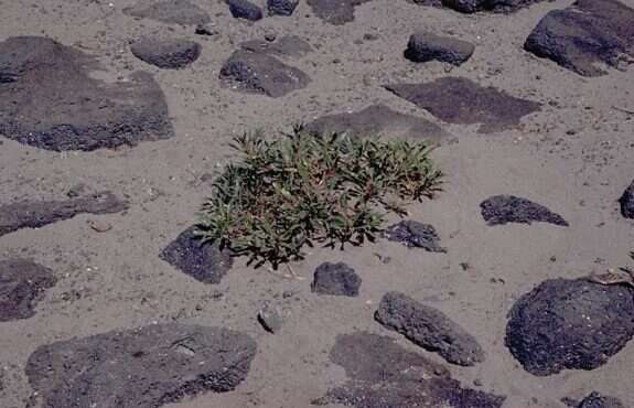 Imagem de Oenothera psammophila (A. Nels. & Macbr.) W. L. Wagner, R. E. Stockhouse & W. M. Klein