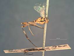 Image of Eiphosoma bruesi Cushman 1920