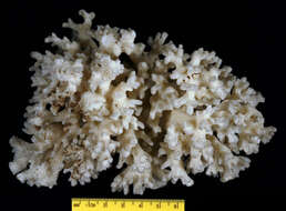 Image of Cauliflower Coral