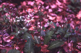 Image of Eastern Swamp Pseudosaxifrage