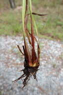 Image of Tall Yellow-Eyed-Grass