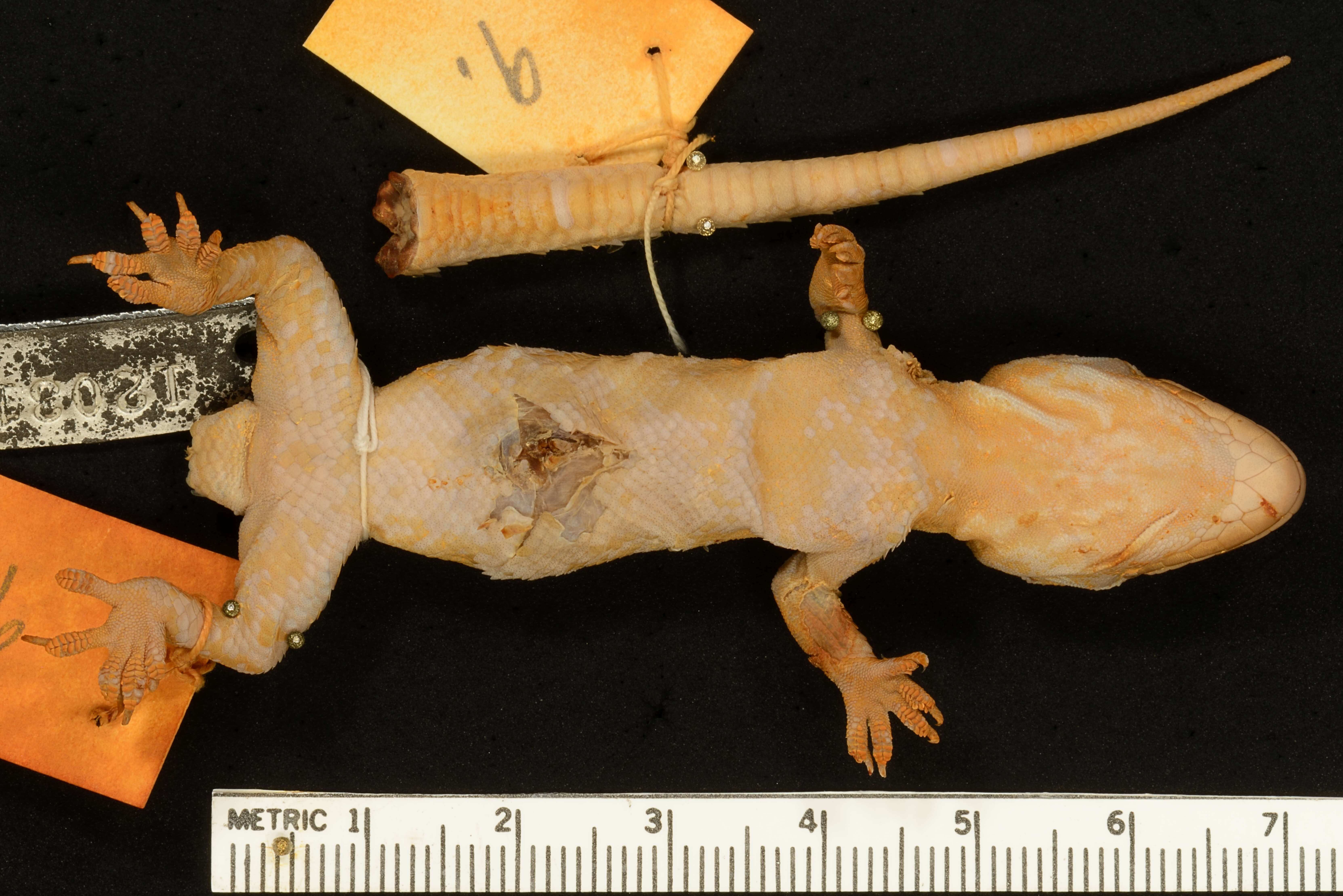 Hemidactylus triedrus (Daudin 1802) resmi