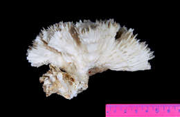 Image of dentate flower coral