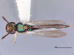 Image of Calosota pseudotsugae Burks 1973