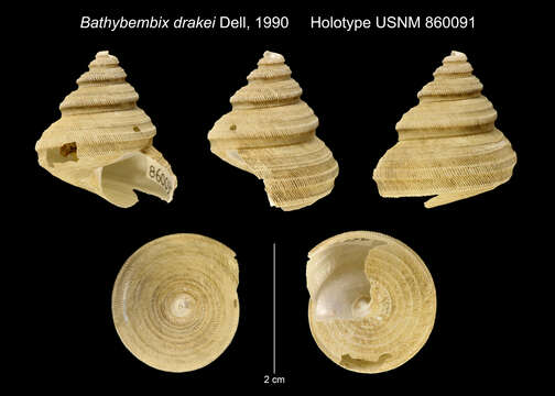 Image of Bathybembix drakei Dell 1990