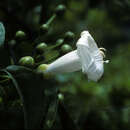 Imagem de Ipomoea ternata Jacq.