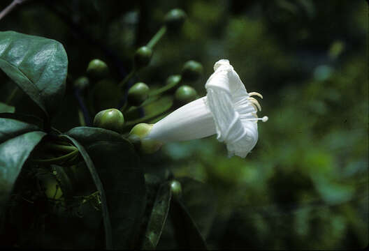 Image of Ipomoea ternata Jacq.