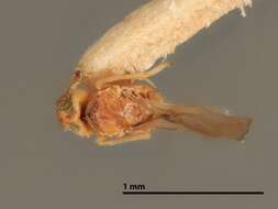 Image of Cheiloneuromyia planchoniae (Howard 1896)