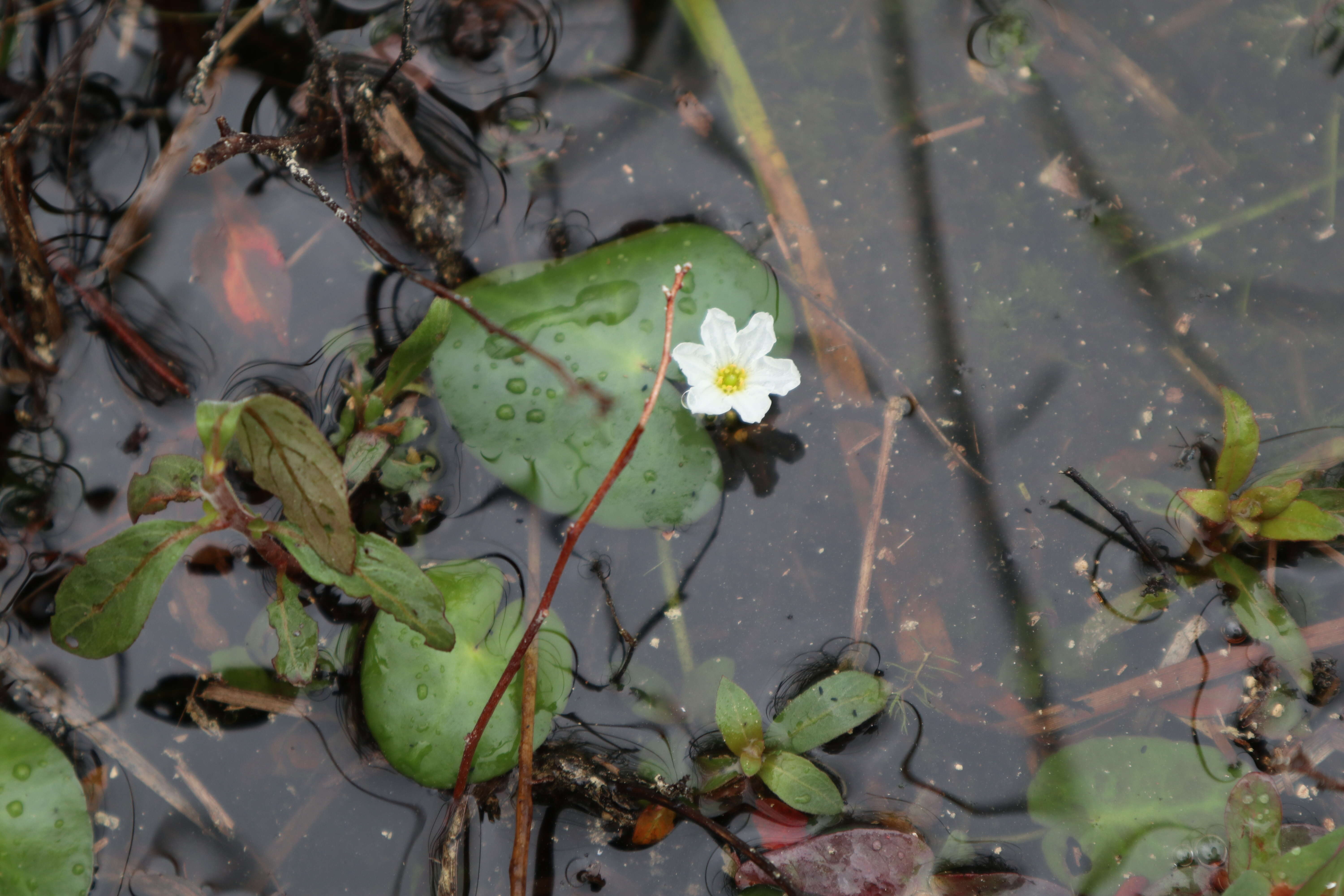 Image of Little Floatingheart