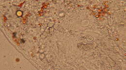 Image of Rhabdocoela