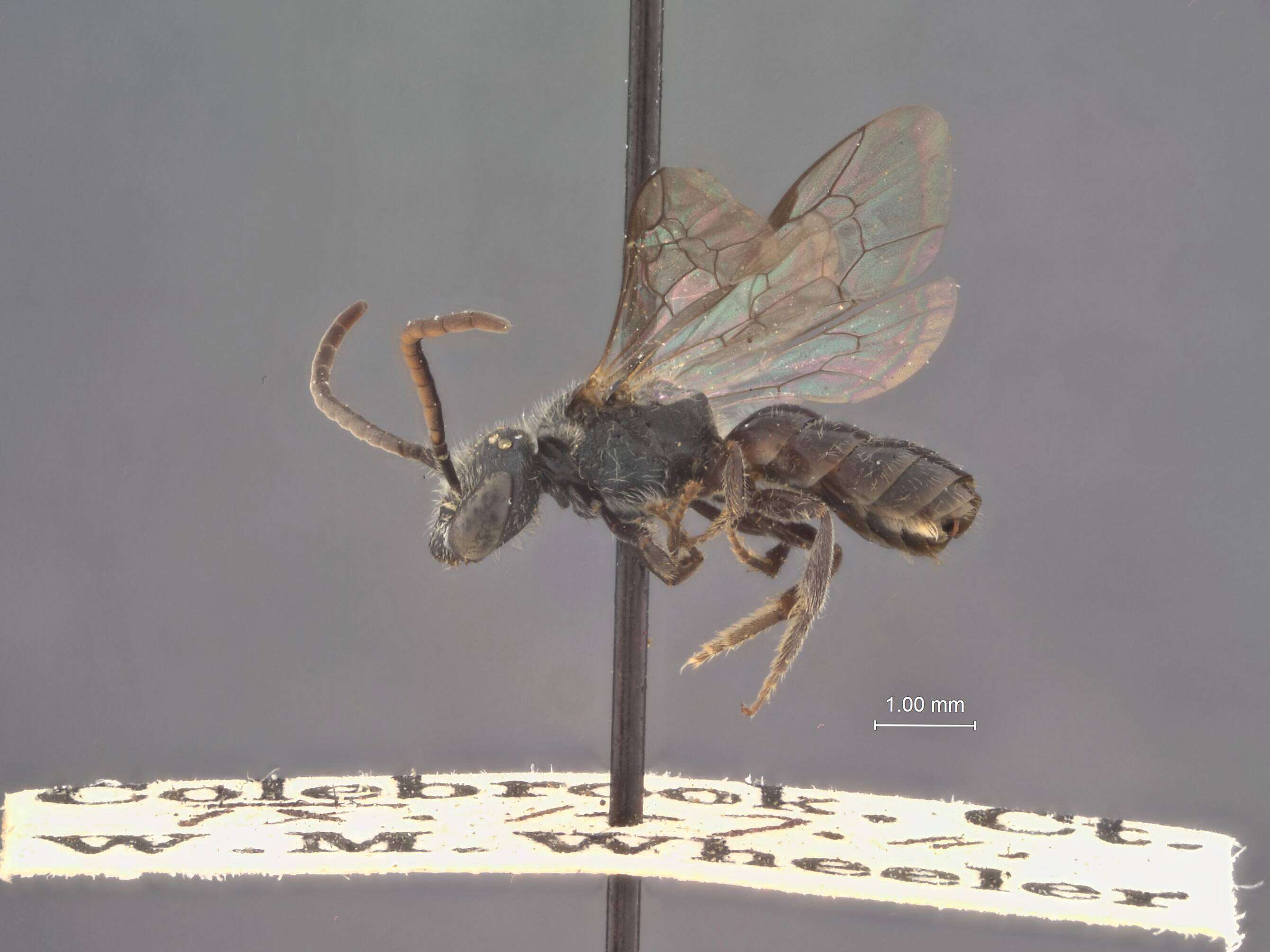 Image of Halictus concinnus Brullé 1840