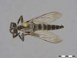 صورة Machimus occidentalis (Hine 1909)