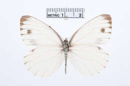 Image of Pieris dulcinea (Butler 1882)