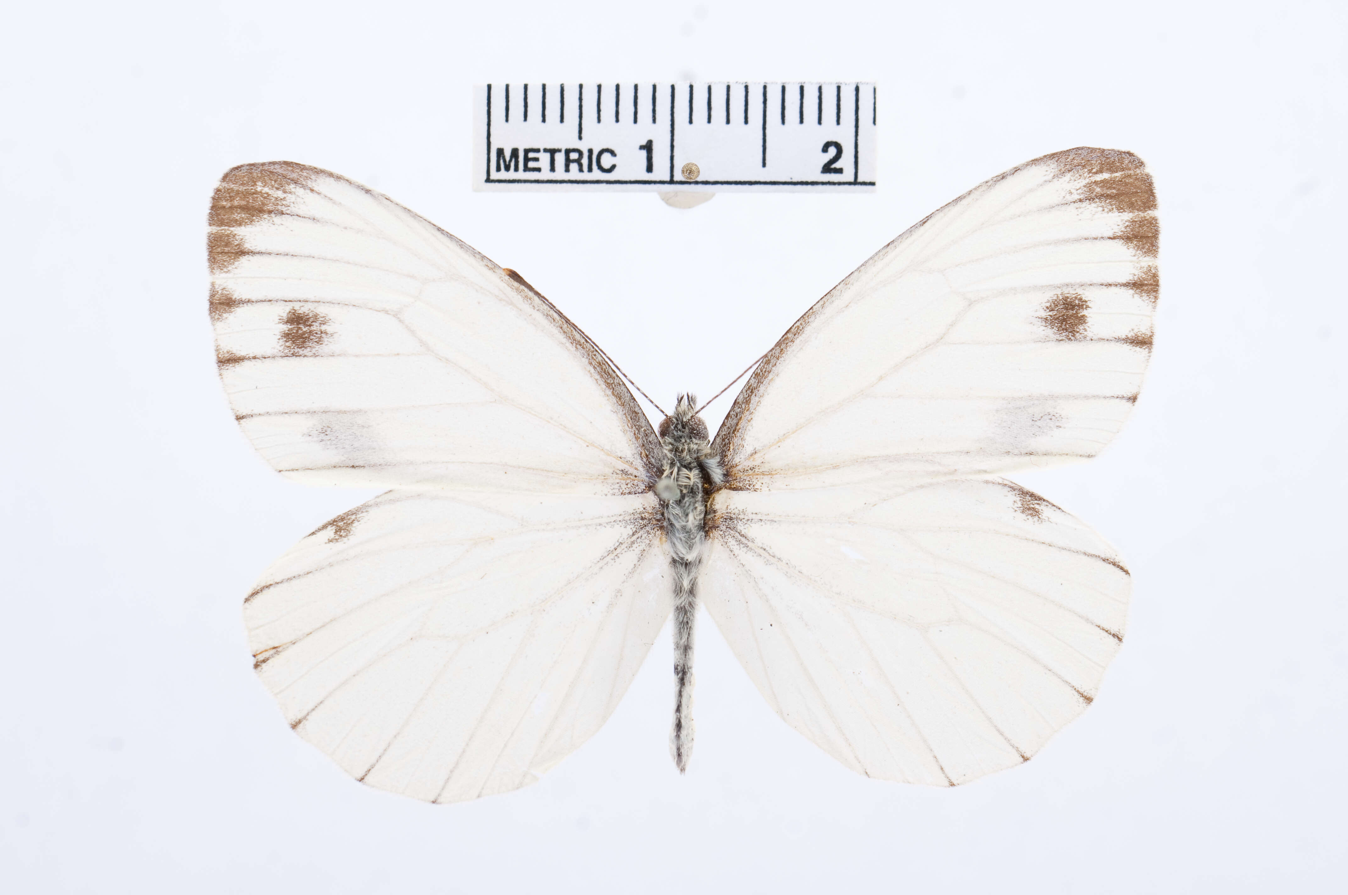 Image of Pieris dulcinea (Butler 1882)