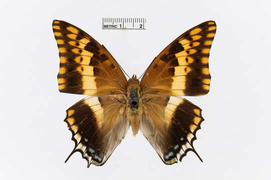 Charaxes legeri的圖片