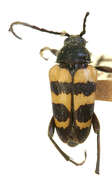 Image of Judolia instabilis (Haldeman 1847)