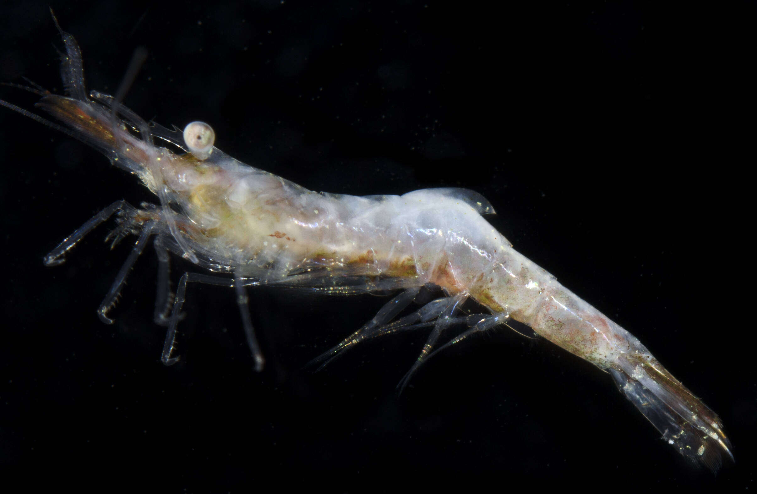 Image of false zostera shrimp
