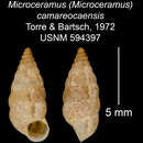 Imagem de Microceramus camareocaensis C. Torre & Bartsch 2008