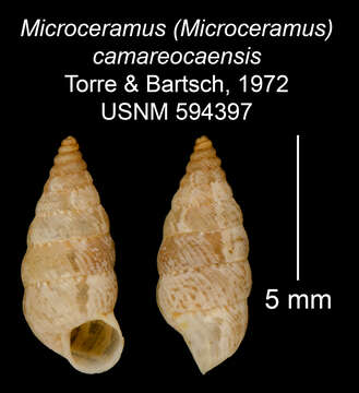 Imagem de Microceramus camareocaensis C. Torre & Bartsch 2008