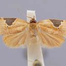 Image of Cuproxena elongana Brown 1991