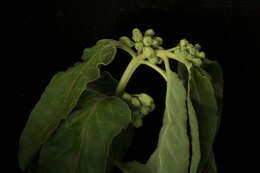 Image of zizotes milkweed