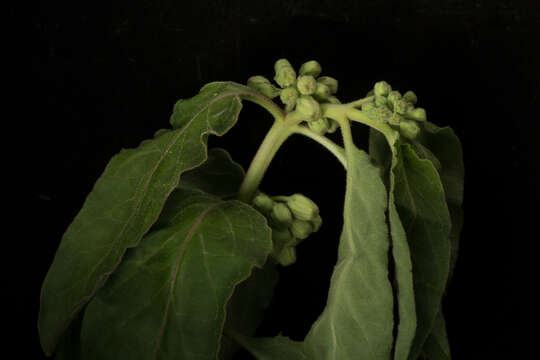 Image of zizotes milkweed