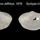 صورة Ledella pustulosa (Jeffreys 1876)