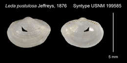 Image of Ledella pustulosa (Jeffreys 1876)