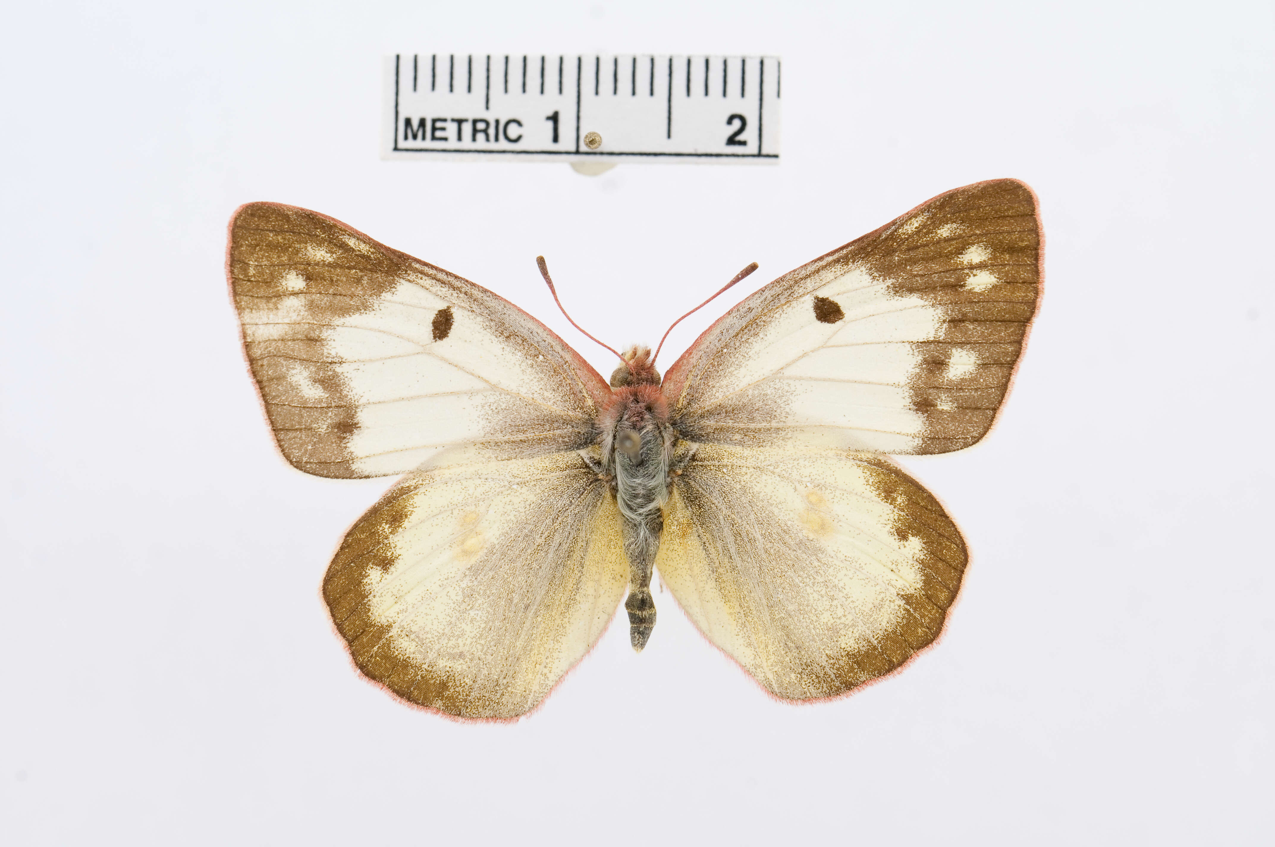 Image of Colias electo (Linnaeus 1763)