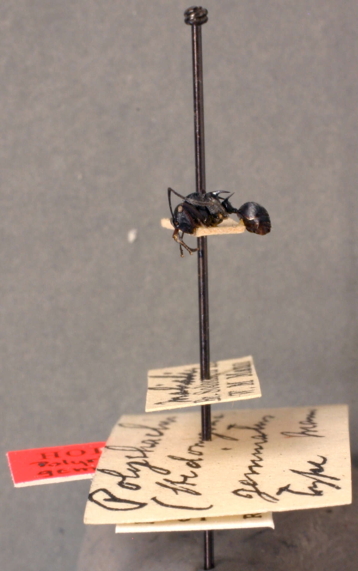 Image de Polyrhachis geminata Mann 1919