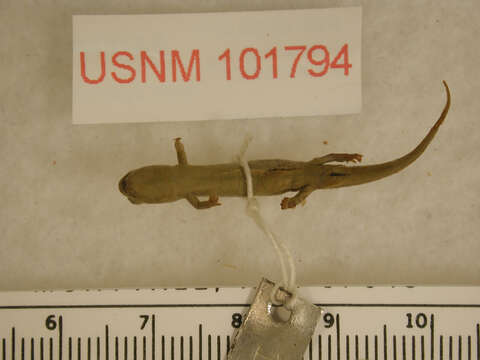 Image of Pygmy Salamander