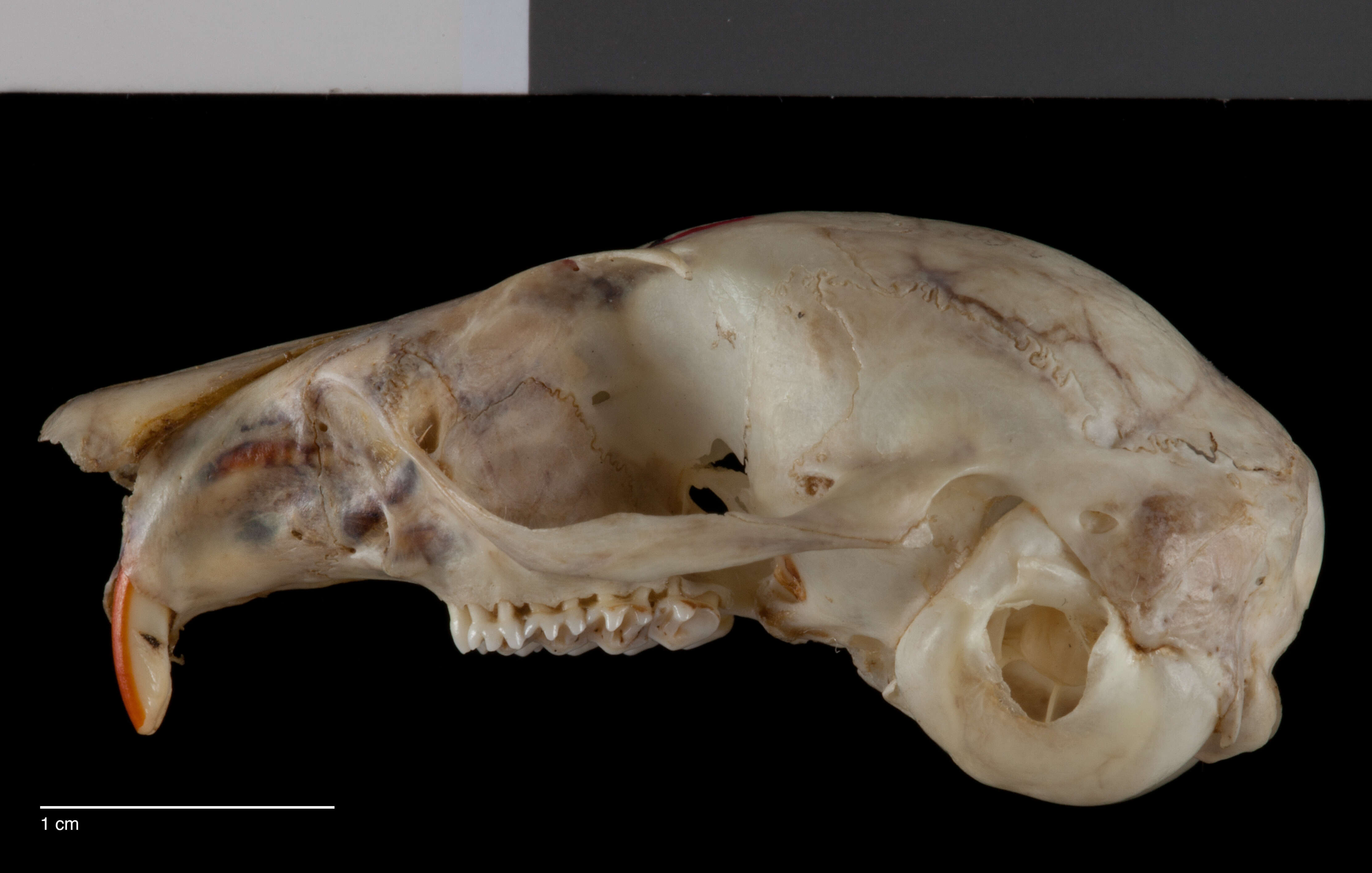 Image of Glaucomys sabrinus bangsi (Rhoads 1897)