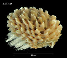 Image of Epibenthic sponge