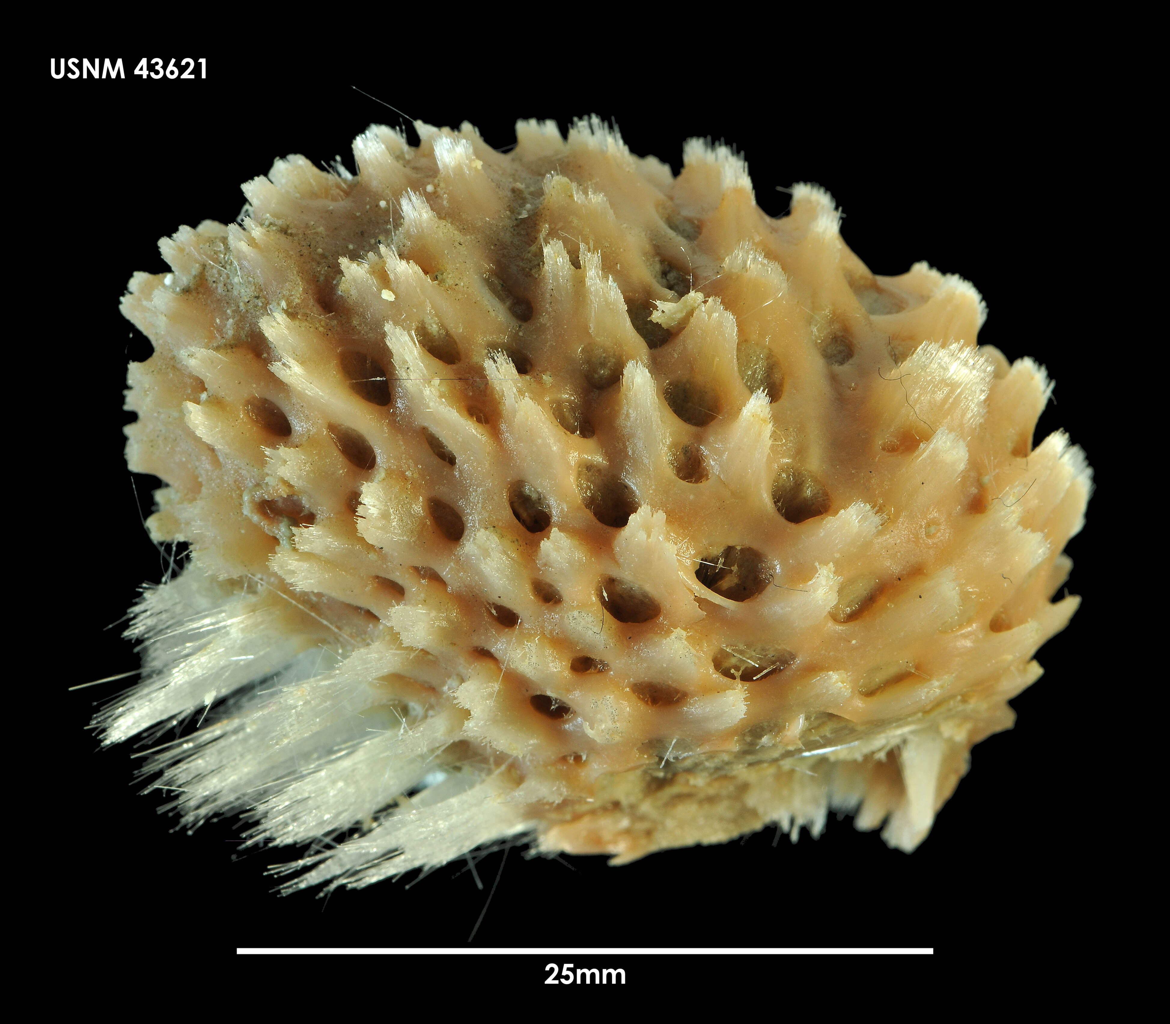 Image de Heteroscleromorpha Cárdenas, Pérez & Boury-Esnault 2012